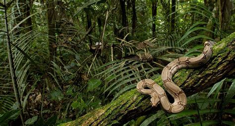 amazon ormanlarında yaşayan canlılar